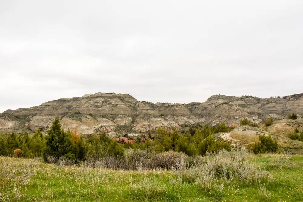 Make the most of your one day visit to Theodore Roosevelt National Park. Teddy Roosevelt National Park is the only national park in North Dakota but its badlands and wildlife is one not to be missed. Check out how to spend one day in Theodore Roosevelt National Park