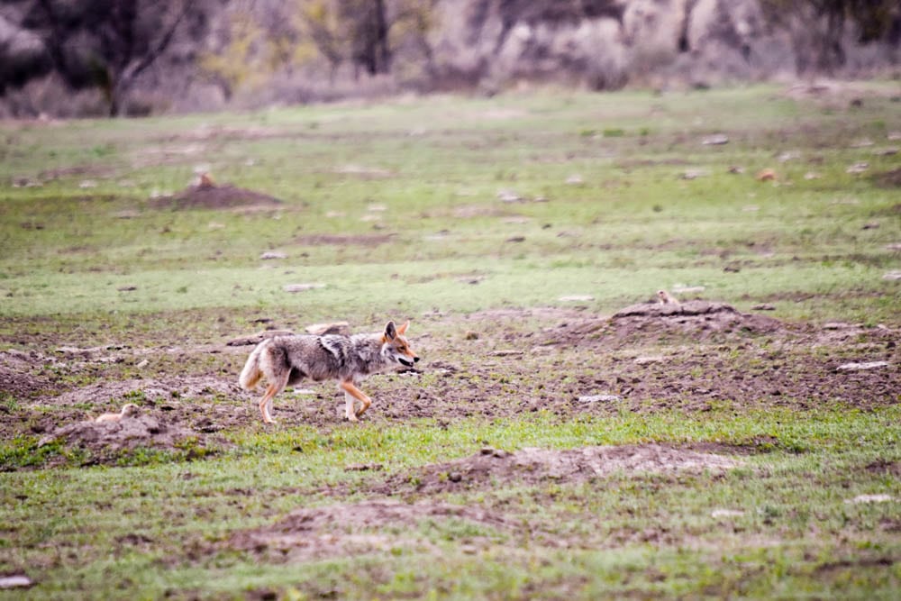 Make the most of your one day visit to Theodore Roosevelt National Park. Teddy Roosevelt National Park is the only national park in North Dakota but its badlands and wildlife is one not to be missed. Check out how to spend one day in Theodore Roosevelt National Park