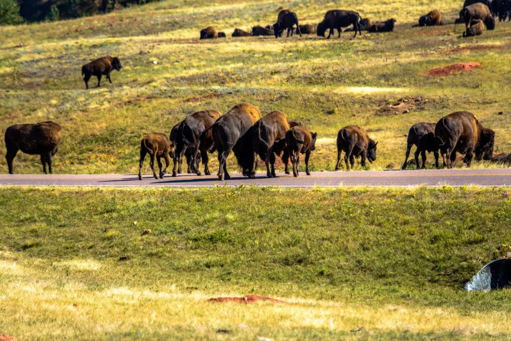 Bison in custer