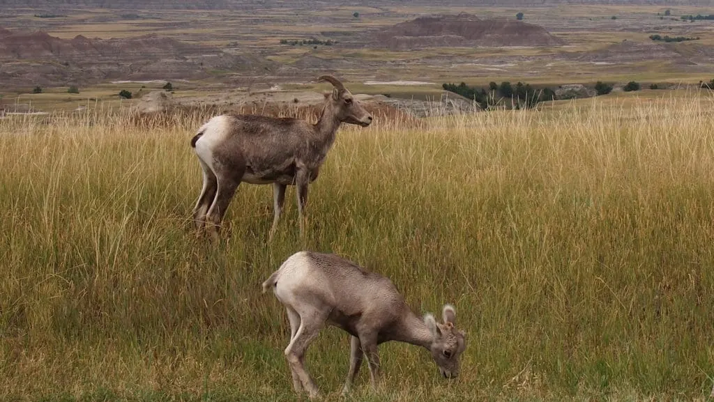 Bighorn sheep