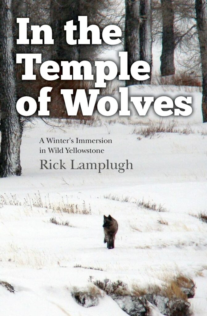 "In the Temple of Wolves" by Rick Lamplugh: Alt text: "Cover of 'In the Temple of Wolves' by Rick Lamplugh, featuring a lone wolf on a snowy terrain in Yellowstone, symbolizing wilderness and adventure, ideal for Yellowstone Books enthusiasts.