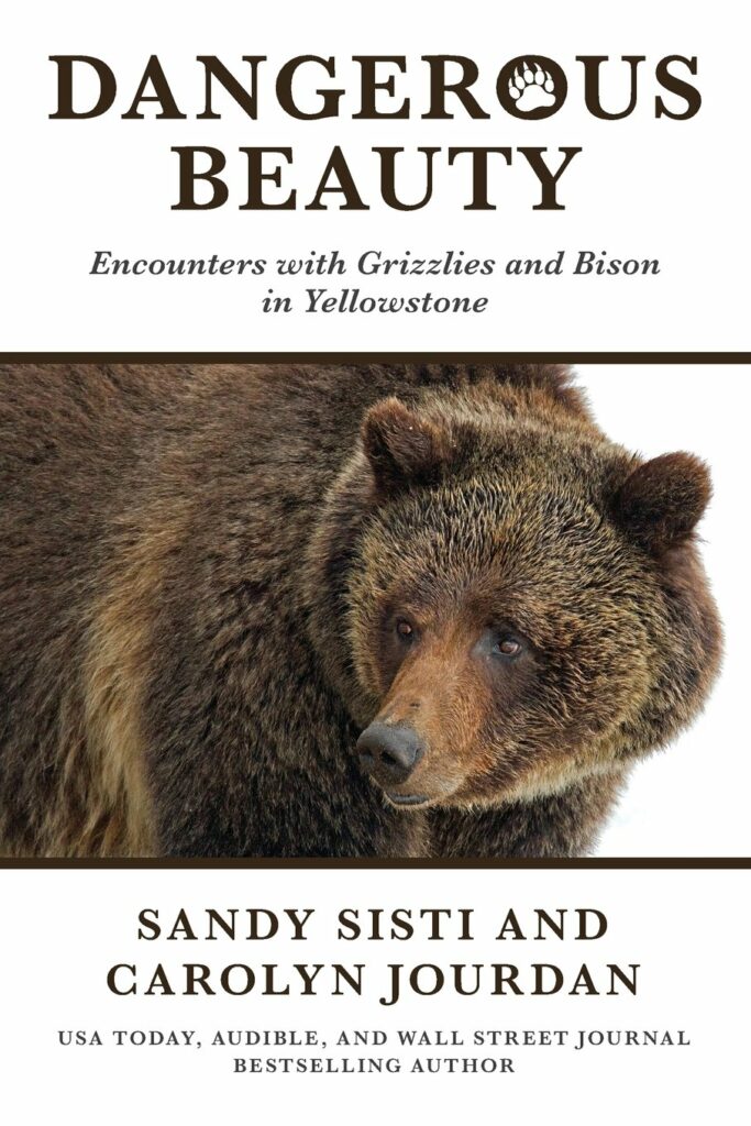 Cover of the book 'Dangerous Beauty: Encounters with Grizzlies and Bison in Yellowstone' by Sandy Sisti and Carolyn Jourdan, featuring a close-up image of a grizzly bear with a backdrop of text including the authors' names and their recognition as USA Today, Audible, and Wall Street Journal bestselling authors.