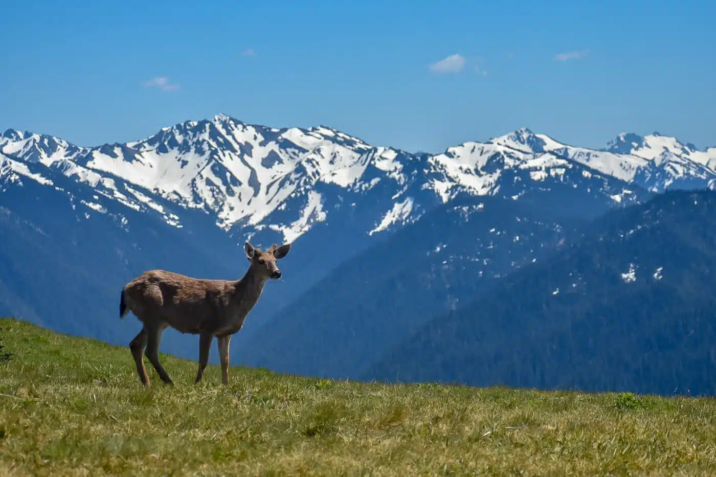 Learn about National Park Obsessed Community member Dillon Rushing. His obsession with the US National Parks began by exploring the outdoor areas of Illinois.