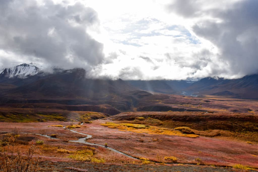 A cloudy day in Denali National Park with fall colors