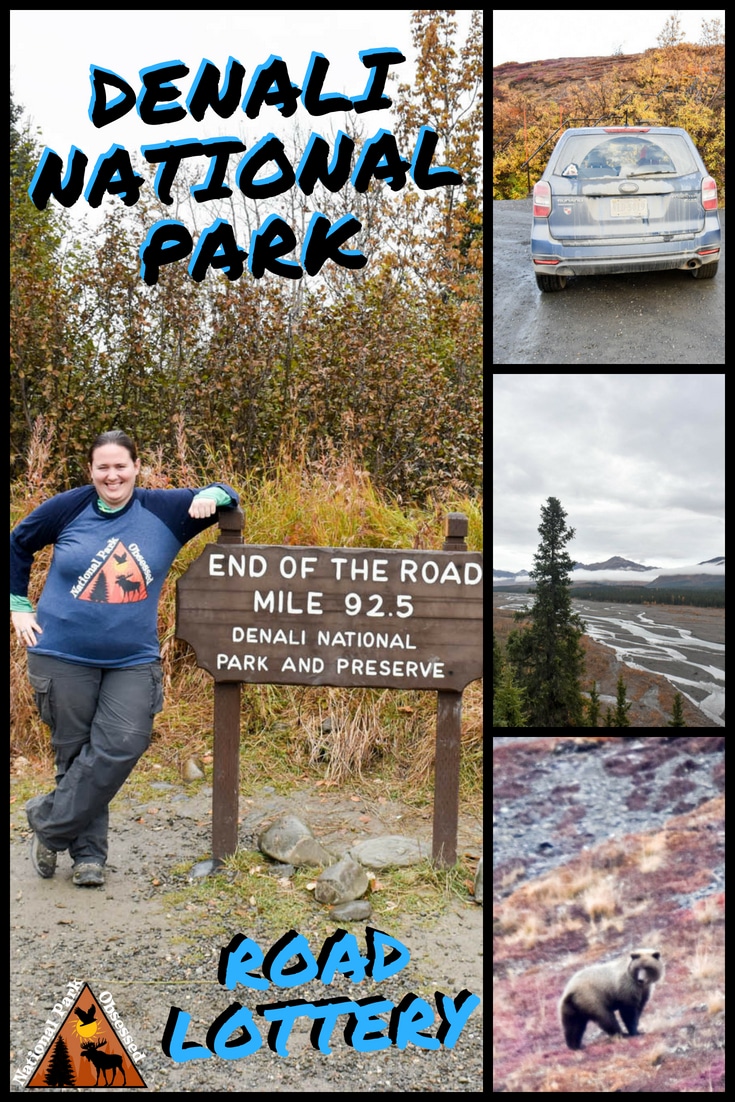 Are you thinking about driving the Denali Road Lottery? Do you have questions about how the lottery works? Check out our ultimate guide to the road lottery. #nationalparkobsessed #nationalpark #nationalparks #nationalparkgeek #denali #alaska