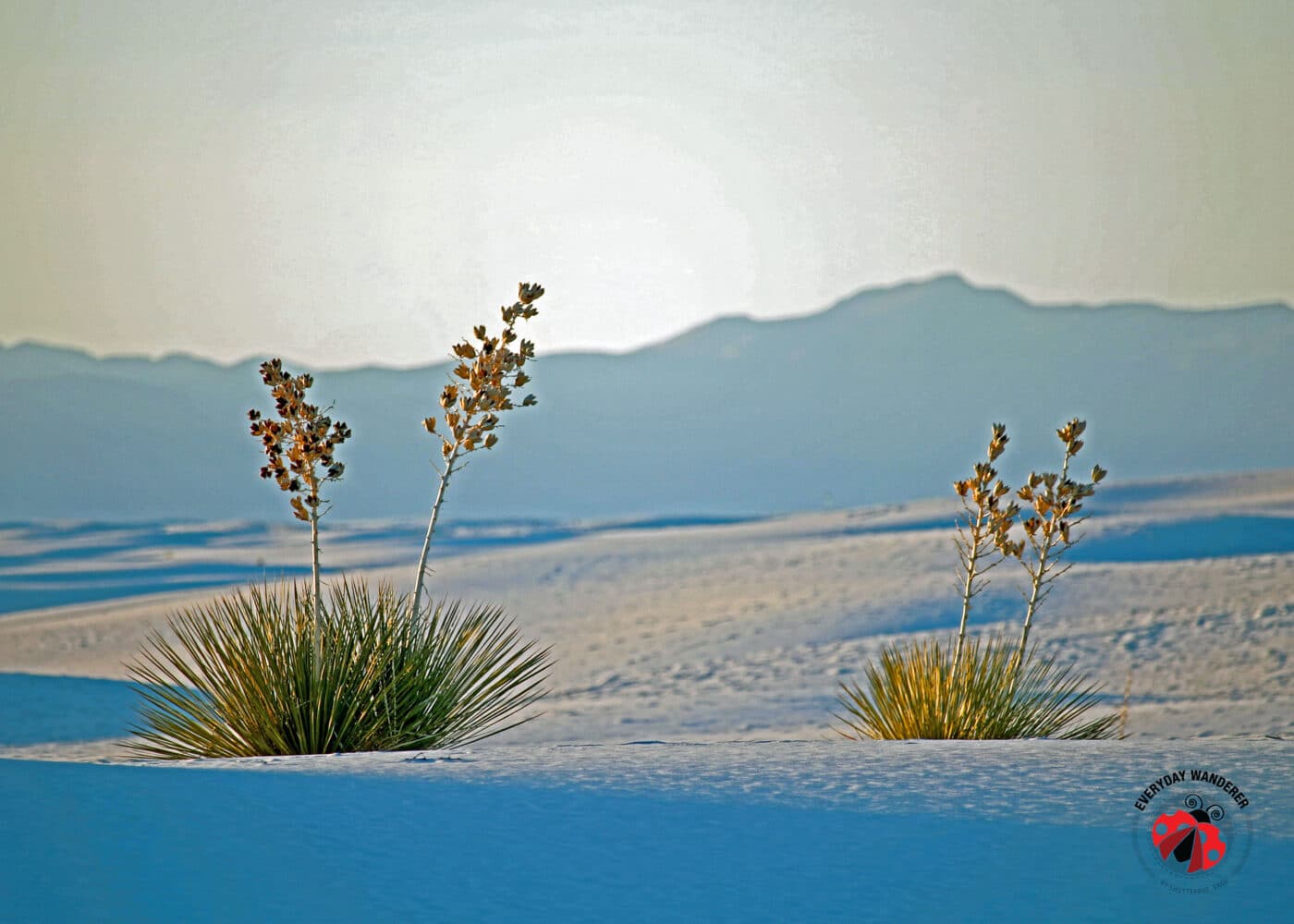 Looking to spend a day in White Sands National Monument? Check out our tips for making the most of your visit to the famed white sands. 