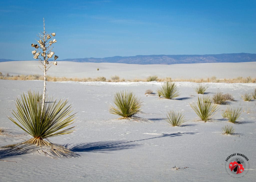 One Day At White Sands National Park - National Park Obsessed