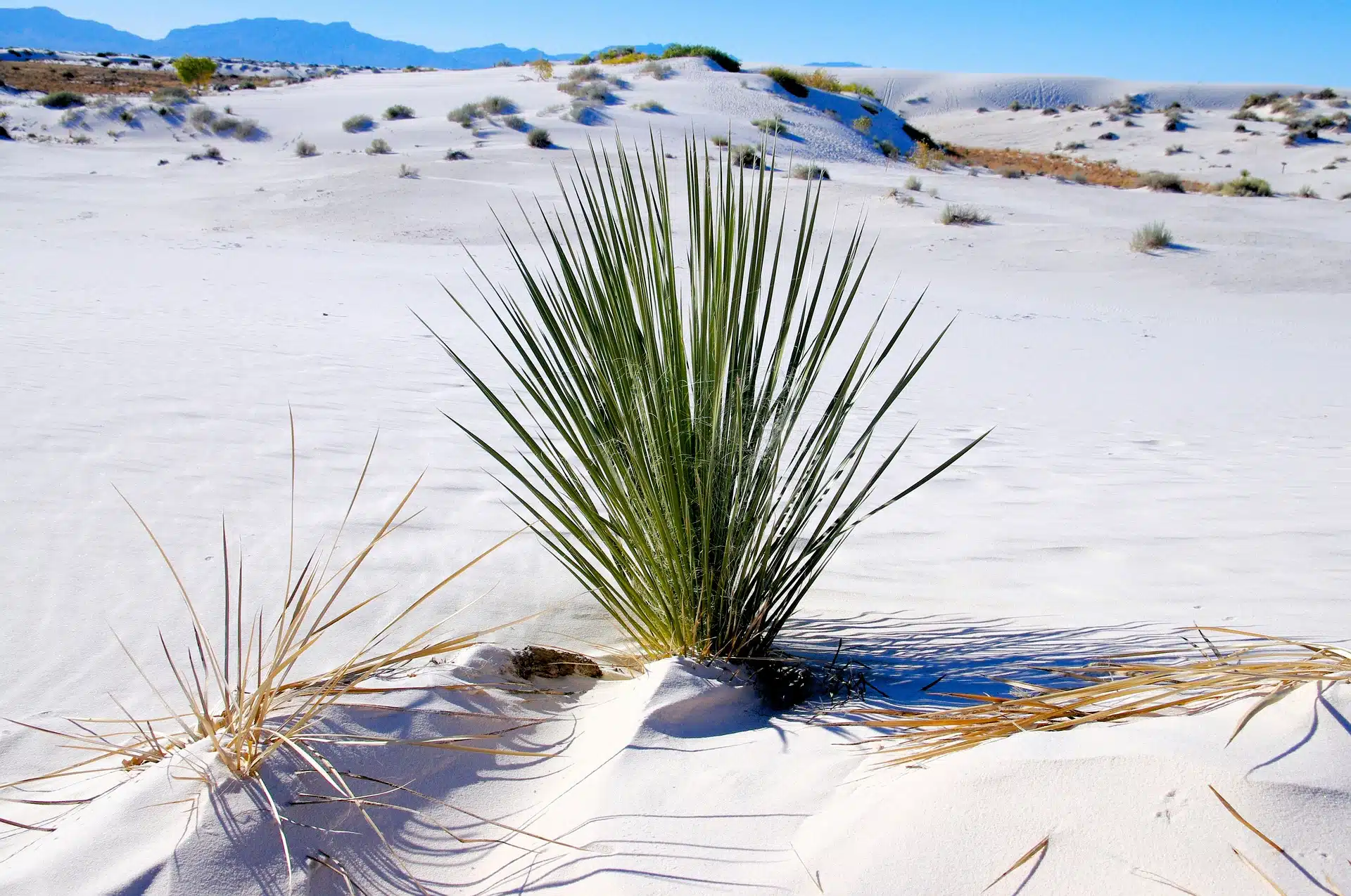 white sands nm sledding clipart