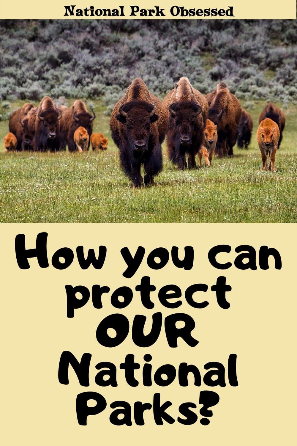 How You Can Protect OUR National Parks? National Park Obsessed