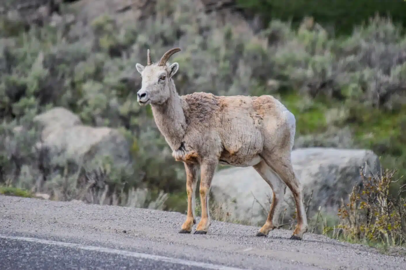 How to Get to Yellowstone - Bighorn sheep