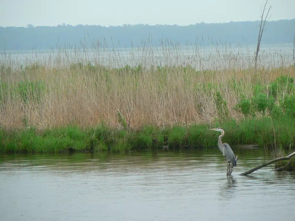A mashy area next to a river with a Great Blue Heron.
