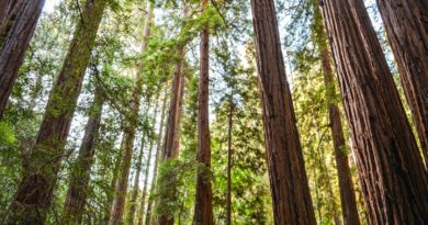 One Day in Muir Woods National Monument One Day in Muir Woods National Monument