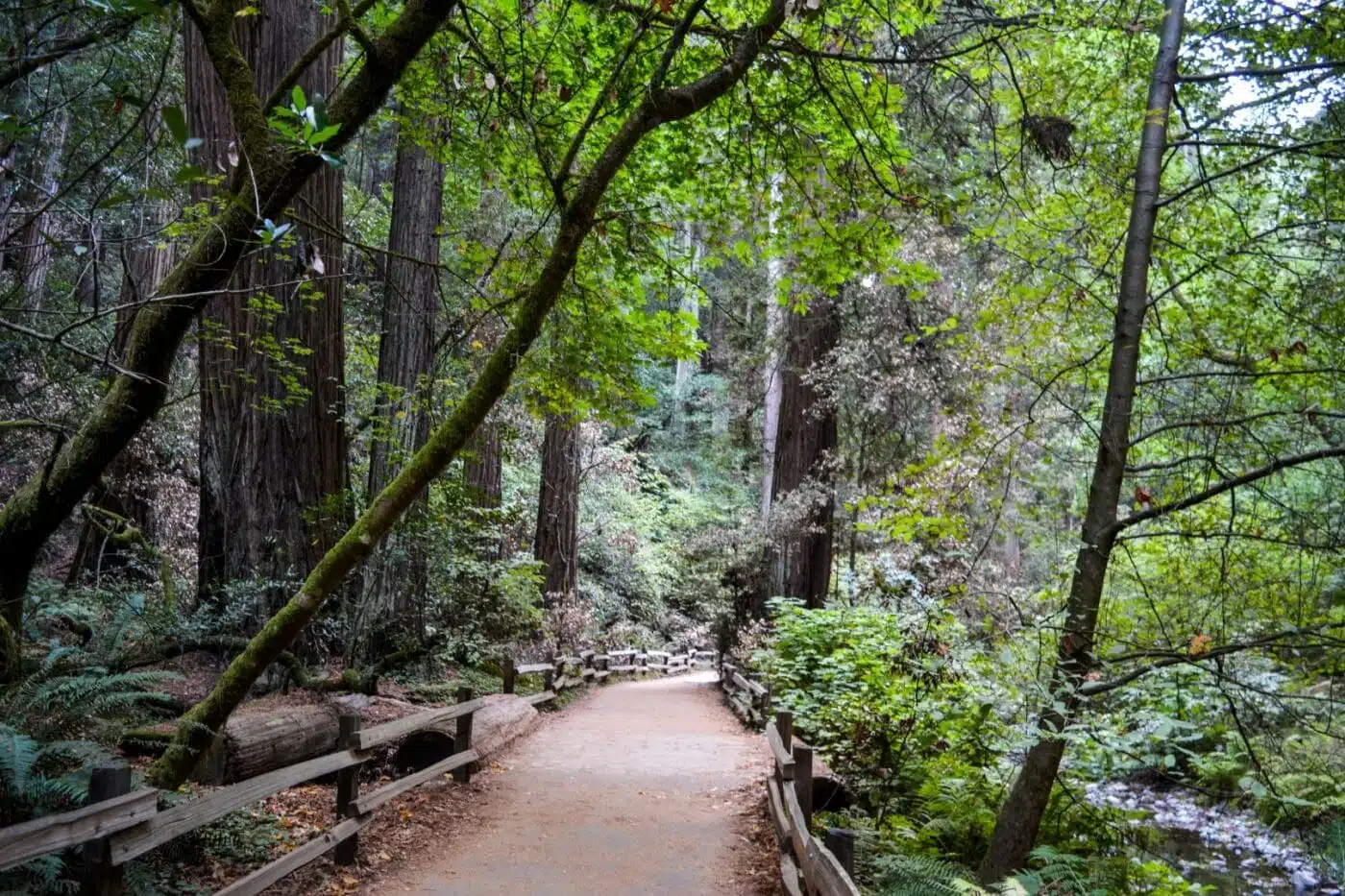 One Day In Muir Woods National Monument - National Park Obsessed