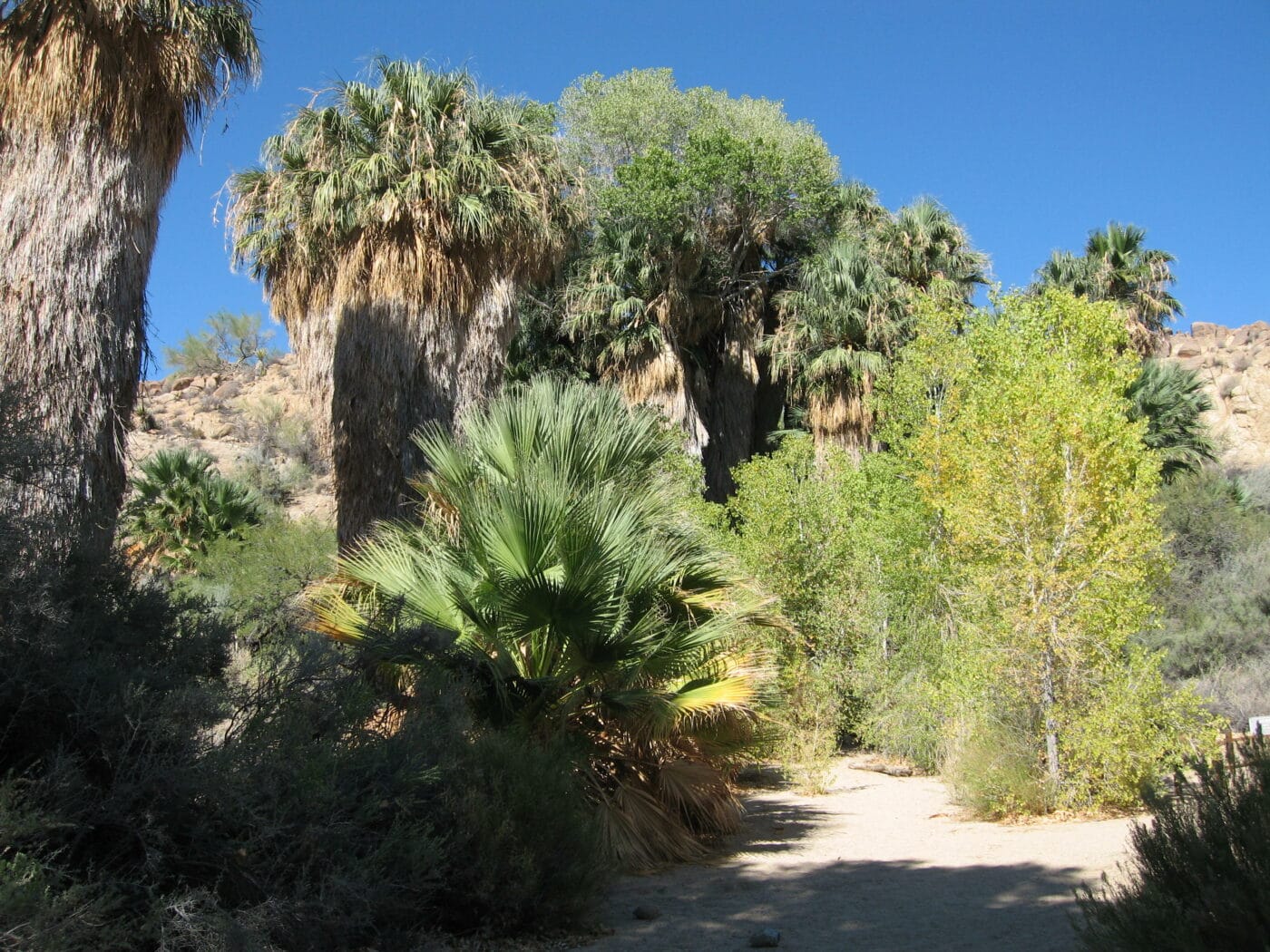 One Day in Joshua Tree National Park - Cottonwood Campground