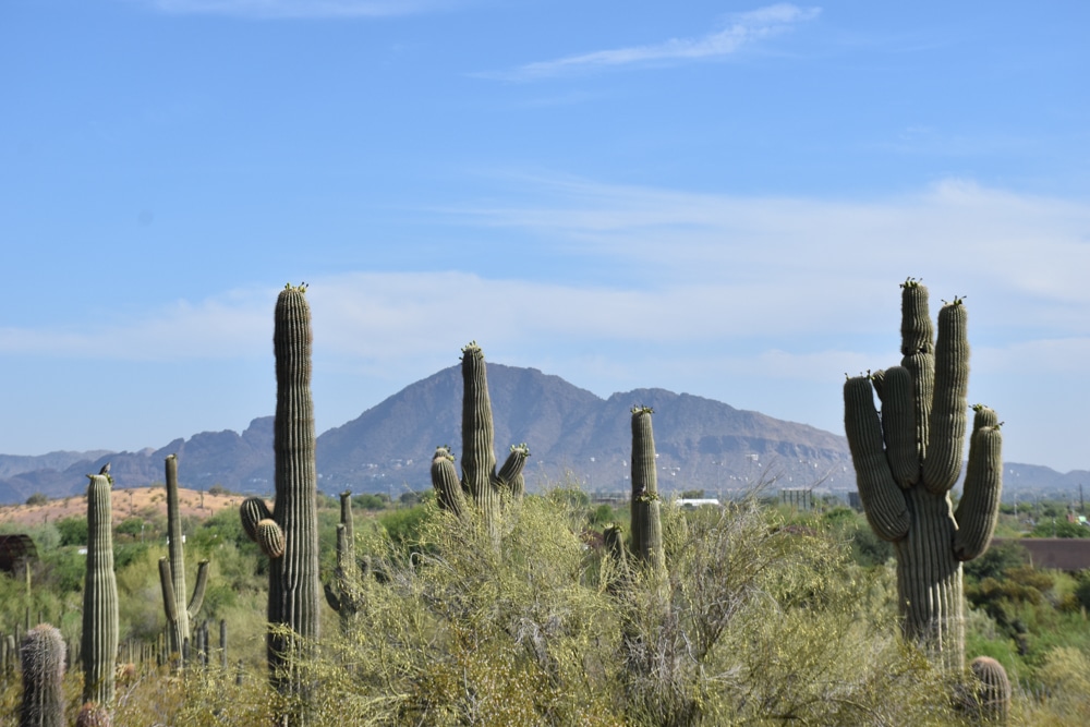 Learn about the plants of the desert - things to do in Scottsdale