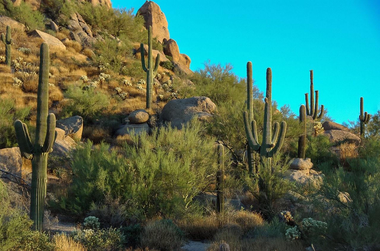 McDowell Sonoran Preserve - things to do in Scottsdale