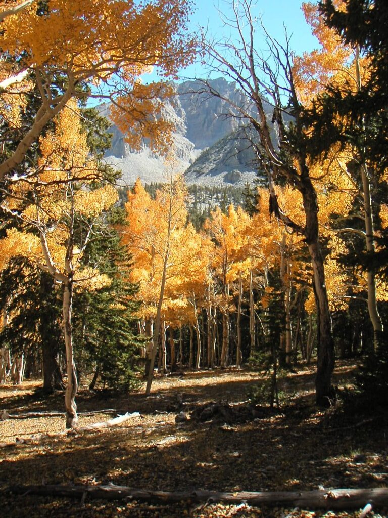 Great Basin Aspen Trees in fall colors