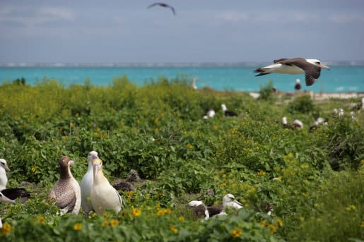 Papahānaumokuākea Marine National Monument