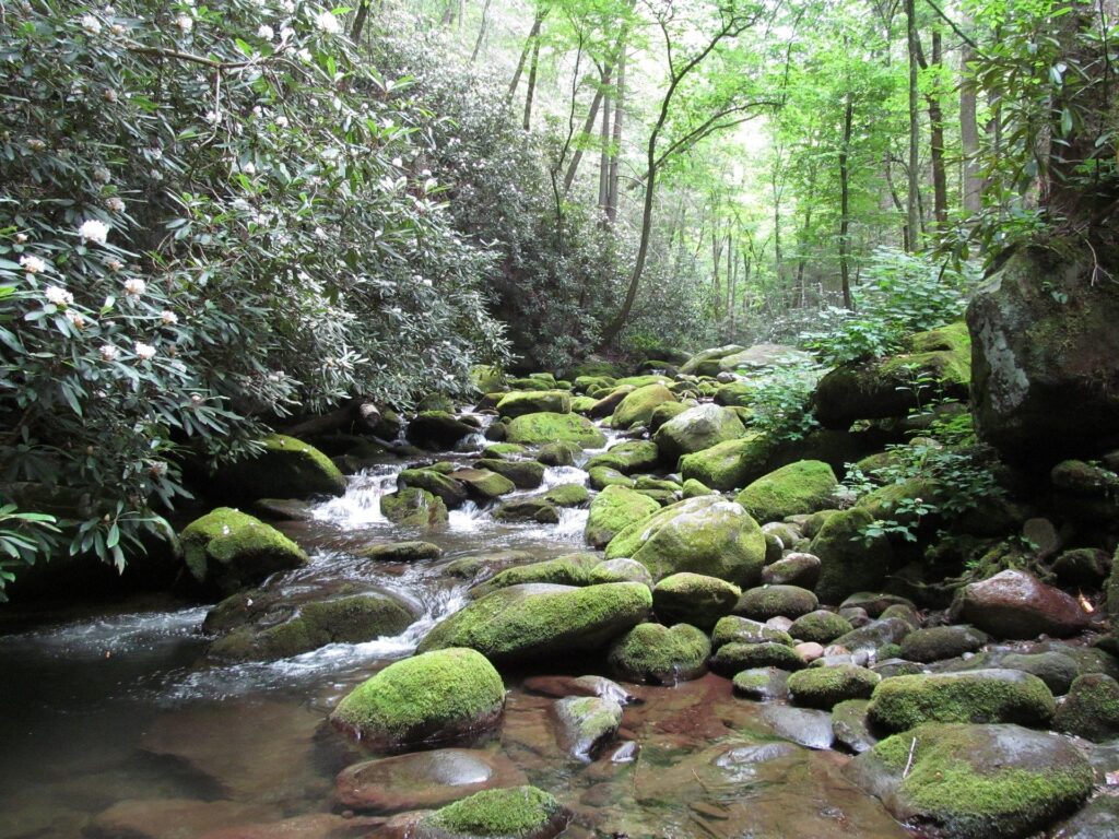 Mountain Stream