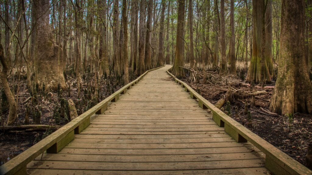 Planning your first visit to Congaree? Here are 7 things not to miss on your first visit to Congaree National Park. Includes canoeing, hiking, and other amazing activities.  Congaree National Park things to do / Things to do in Congaree National Park