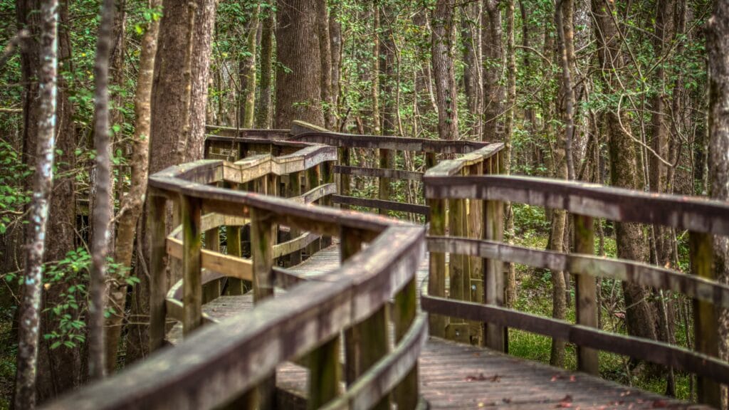 Planning your first visit to Congaree? Here are 7 things not to miss on your first visit to Congaree National Park. Includes canoeing, hiking, and other amazing activities.  Congaree National Park things to do / Things to do in Congaree National Park