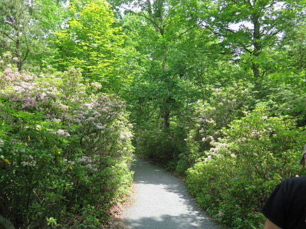 Looking to spend two days in Shenandoah National Park? Here is everything you need to know to make the most of your weekend in Shenandoah National Park.
