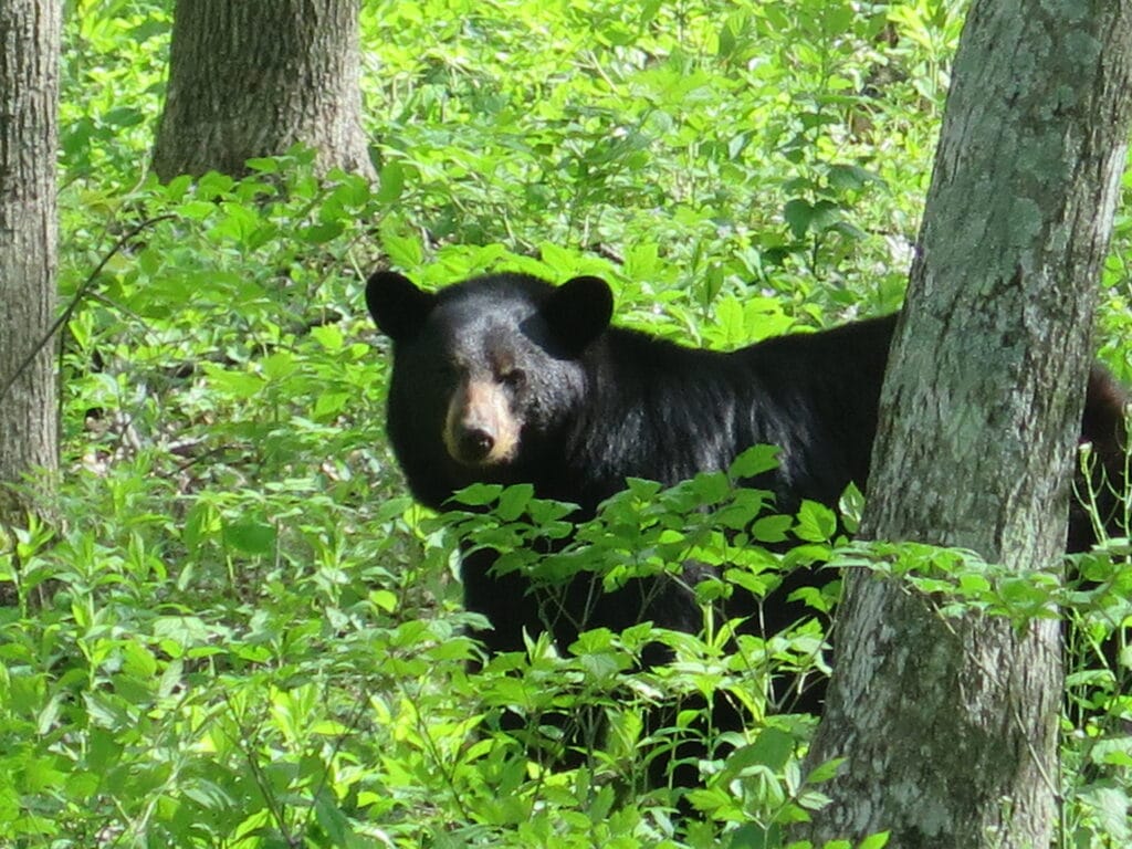 Bear in Shenandoah National Park