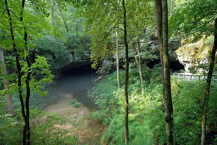 A water-filled entrance to a cave hidden in the woods.