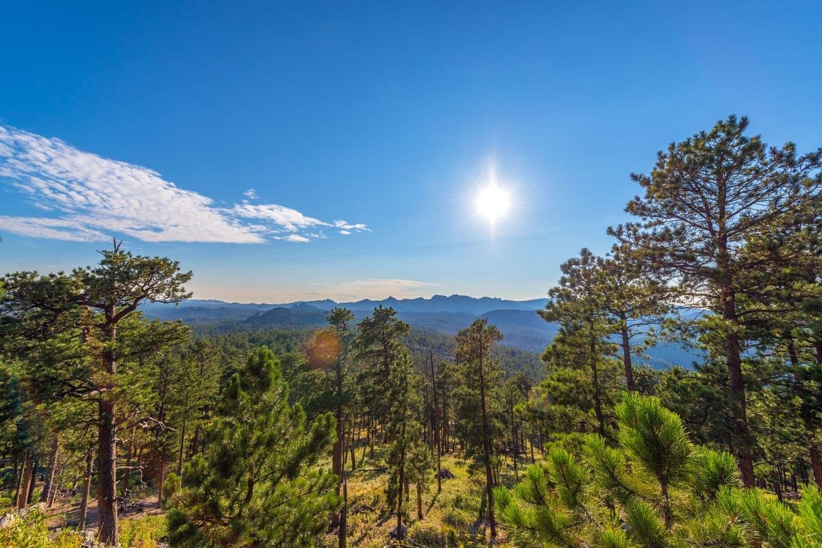 The Complete List Of US National Forests - National Park Obsessed