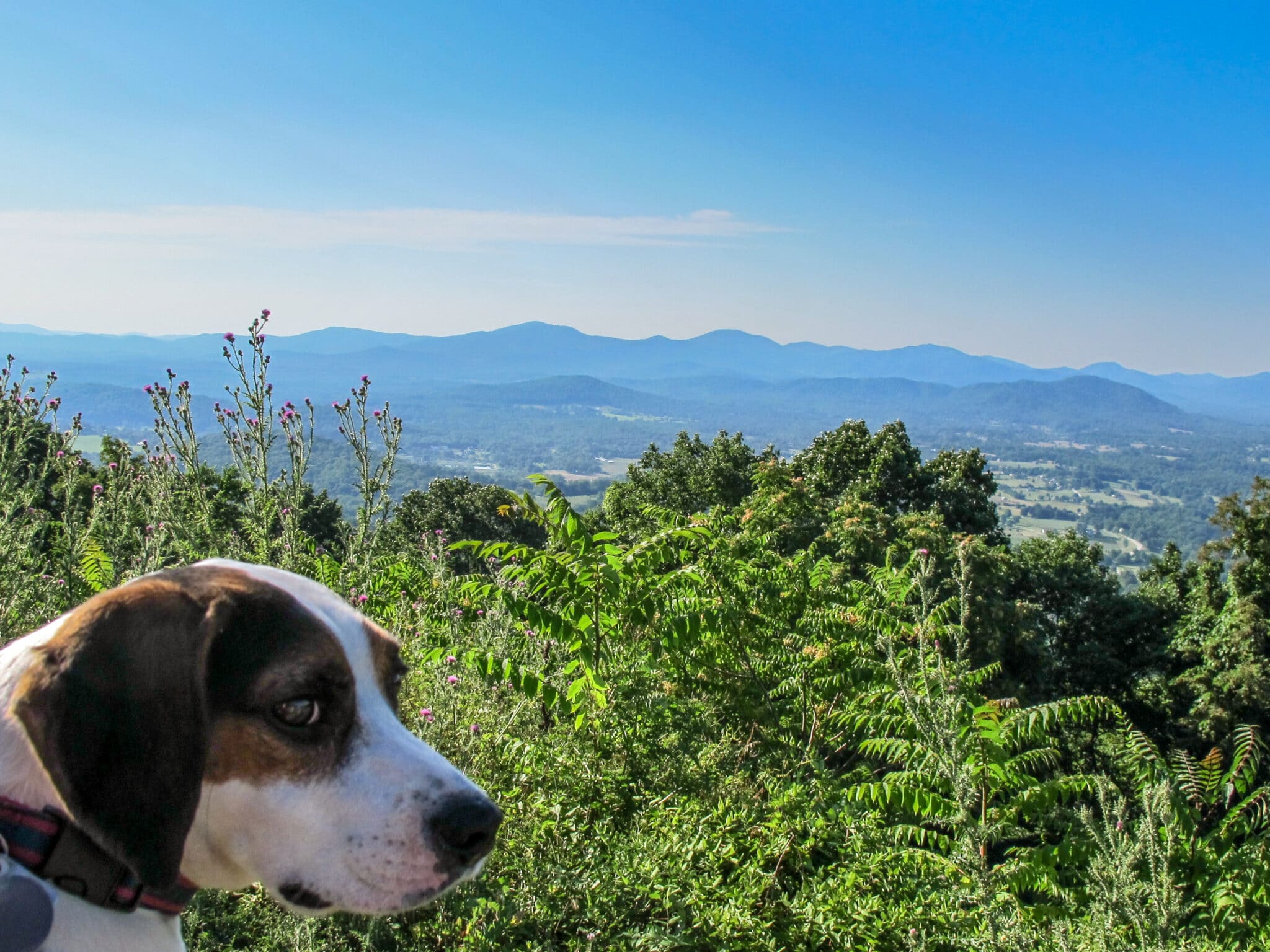 The 12 Most Dog Friendly National Parks For 2024 National Park Obsessed