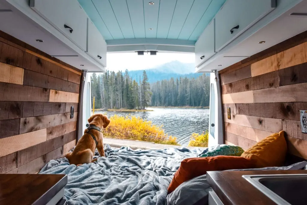 Dog in campervan at yellowstone: most dog-friendly National Parks