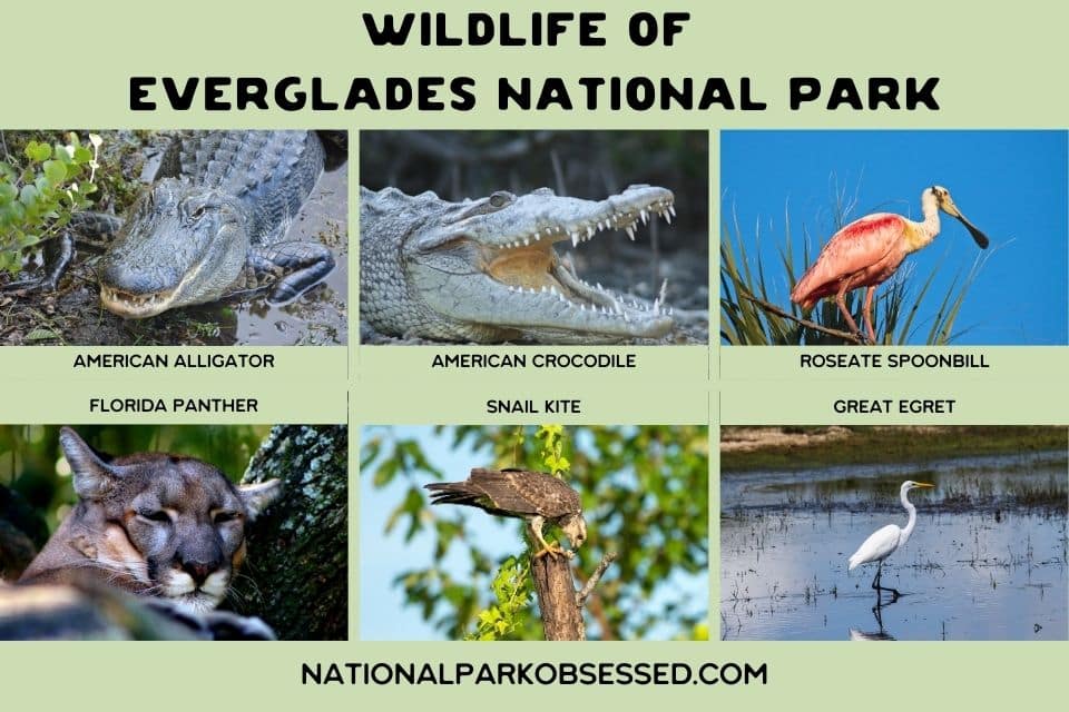 Collage of wildlife at Everglades National Park featuring an American alligator, American crocodile, Roseate Spoonbill, Florida panther, Snail kite, and Great Egret with labels for each.