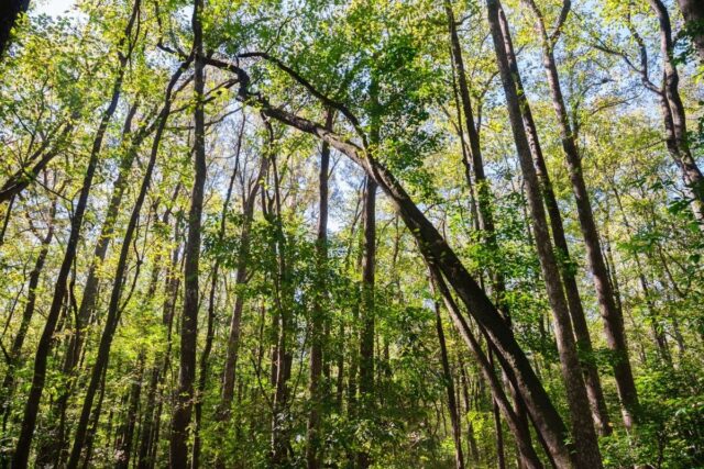 Visiting Congaree National Park: The Complete Guide For 2024 - National 