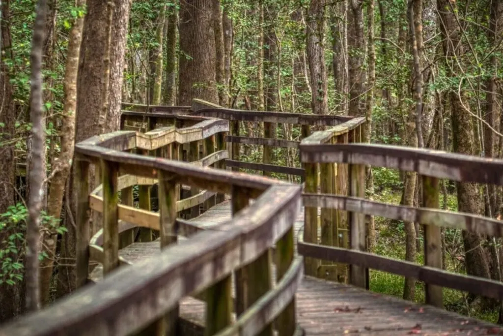 Boardwalk zig-zag through the forest