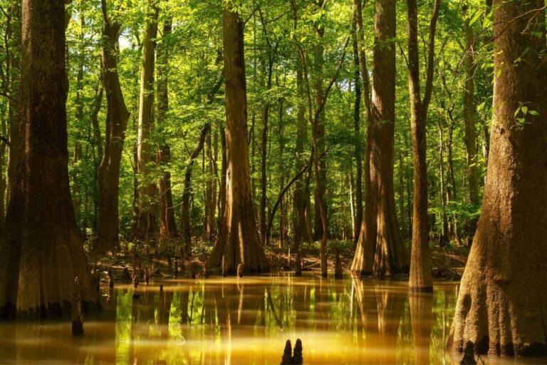 Visiting Congaree National Park: The Complete Guide In 2024 - National ...