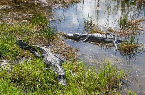 Two American alligators basking by the water's edge amid fresh green grass and calm waters, reflecting a serene wetland habitat.