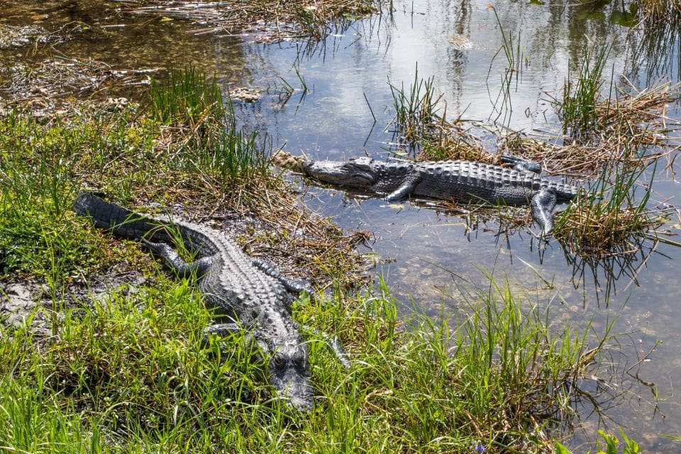 Two American alligators basking by the water's edge amid fresh green grass and calm waters, reflecting a serene wetland habitat.