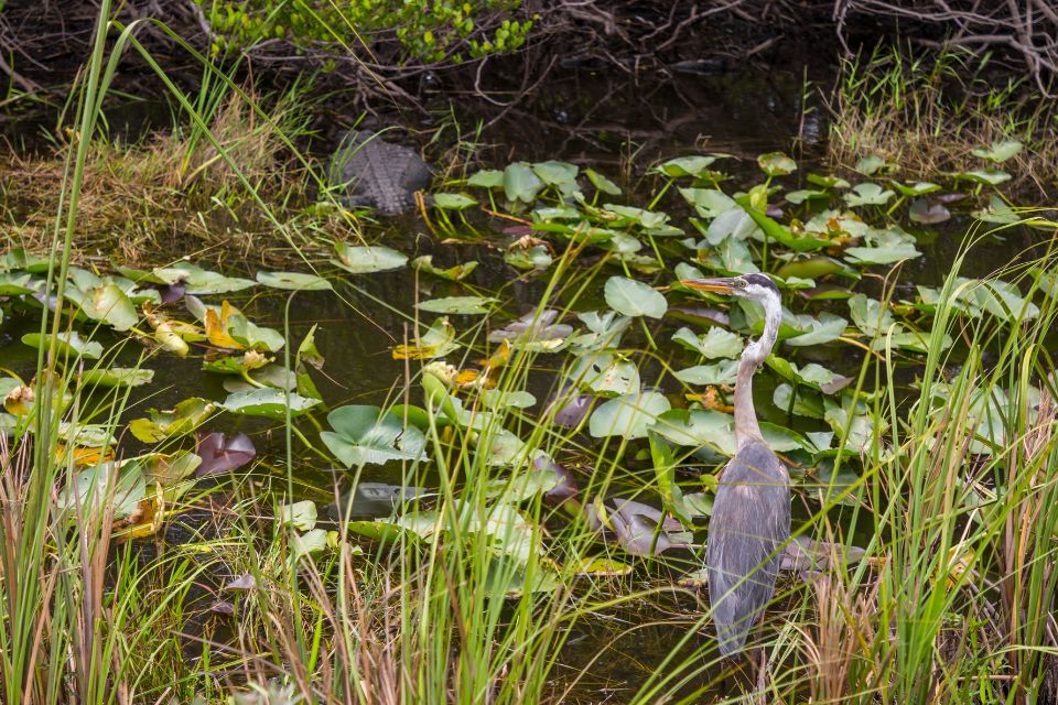 "A great blue heron stands gracefully in a marsh with lily pads and tall grass, with a subtle presence of an alligator lurking in the background.