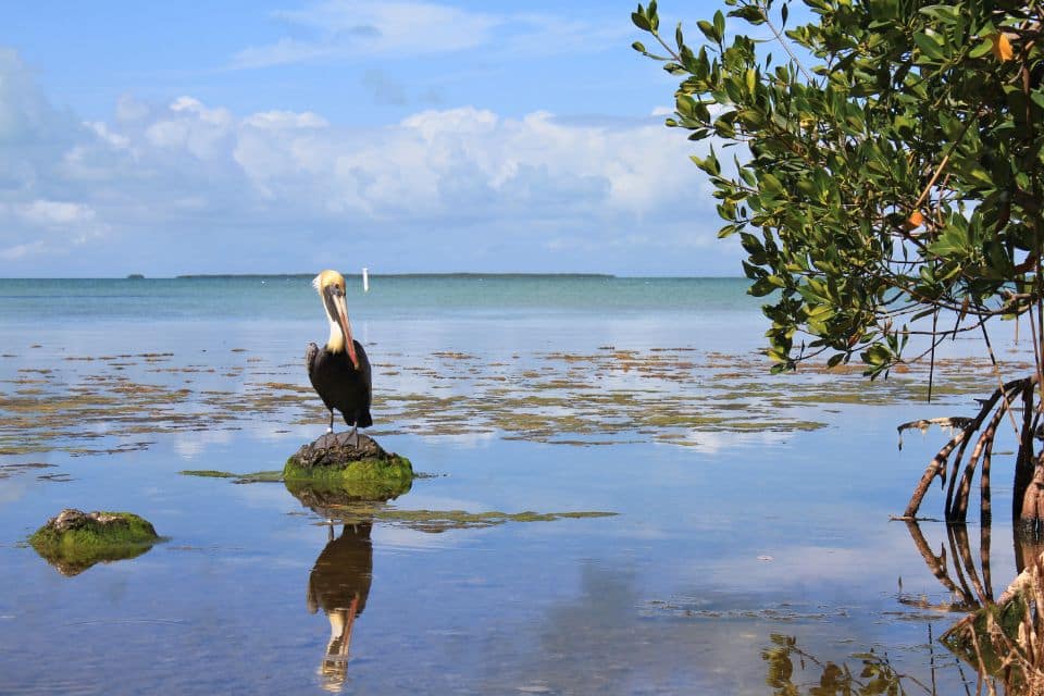 A lone pelican perches on a moss-covered rock in shallow waters with a backdrop of mangrove trees and a clear blue sky, reflecting a peaceful coastal scene.