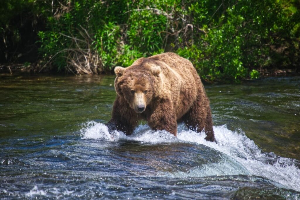 A massive male brown bear walks across the river