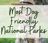 Most Dog Friendly National Parks
