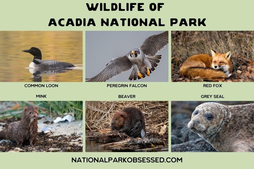 Collage featuring diverse wildlife of Acadia National Park. Images depict a common loon on water, a peregrine falcon in flight, a red fox lying in foliage, a mink on a rocky surface, a beaver near its dam, and a grey seal on a rocky shore. Each image is labeled with the name of the animal. The collage promotes the varied wildlife that can be observed in the park.