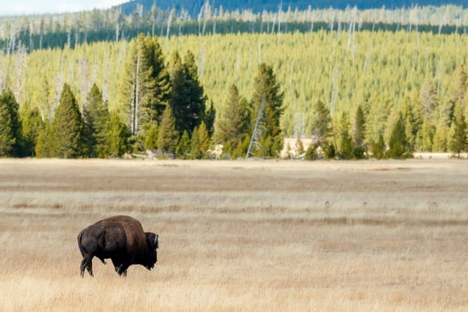 A lone bison grazing in a vast field with dry yellow grass, with a dense forest in the background, exemplifying the wildlife and natural beauty of Yellowstone National Park.