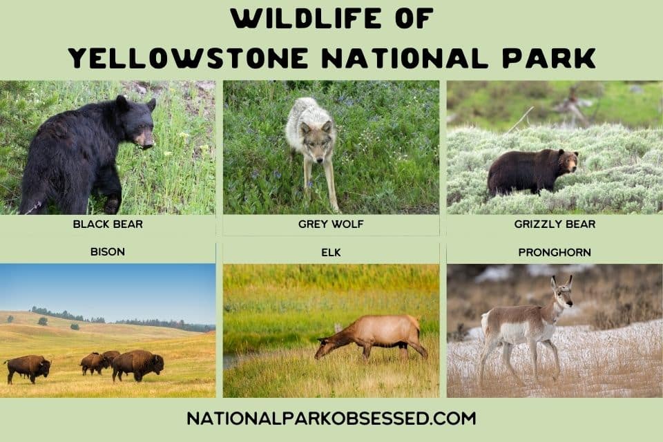 A collage showing diverse wildlife of Yellowstone National Park, including images of a black bear, grey wolf, grizzly bear, bison, elk, and pronghorn, against their natural habitats with the caption 'Wildlife of Yellowstone National Park.