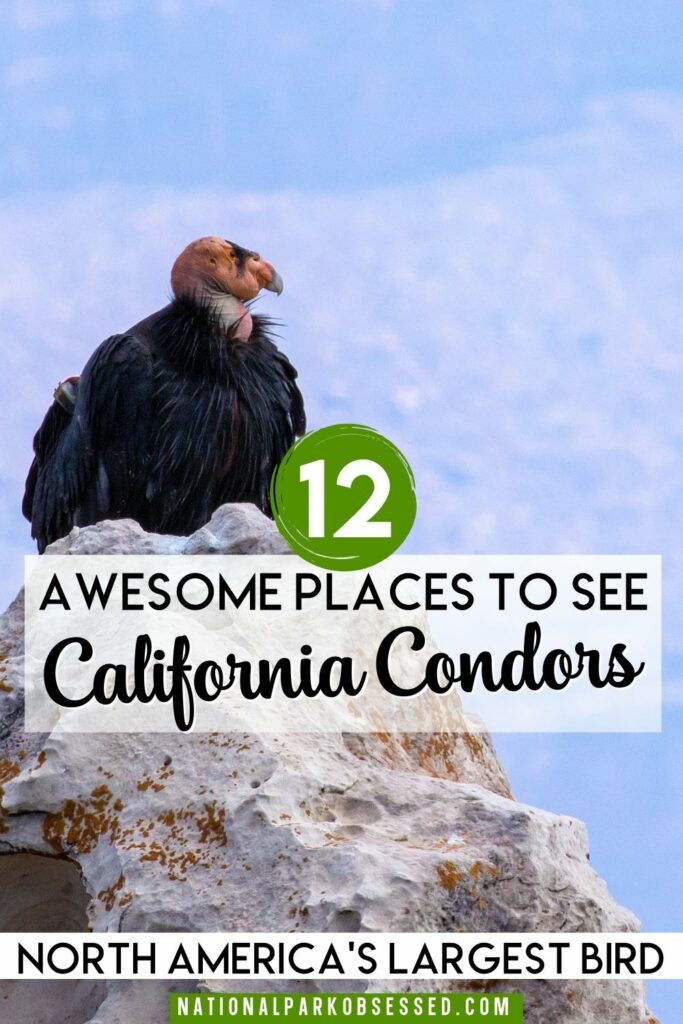 California Condors are one of North American's most endangered and impressive birds. Here are the best national parks to see California Condors.

Pinnacles National Park / Grand Canyon National Park / Zion National Park / Redwoods National Park / Sierra de San Pedro Mártir National Park / Big Sur / Bitter Creek National Wildlife Refuge / Vermilion Cliffs National Monument / Wildlife Viewing / Endangered Animals / Where to See Condors / Where to see California Condors
