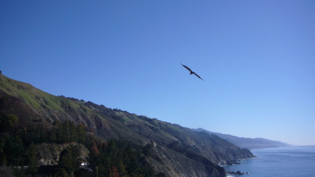 California Condor in flight over the California Coast