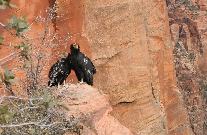 Two California Condors sit on a rock near Angel's Landing