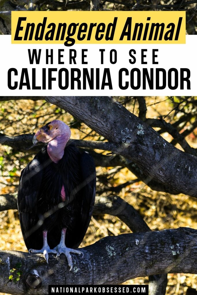 California Condors are one of North American's most endangered and impressive birds. Here are the best national parks to see California Condors.

Pinnacles National Park / Grand Canyon National Park / Zion National Park / Redwoods National Park / Sierra de San Pedro Mártir National Park / Big Sur / Bitter Creek National Wildlife Refuge / Vermilion Cliffs National Monument / Wildlife Viewing / Endangered Animals / Where to See Condors / Where to see California Condors