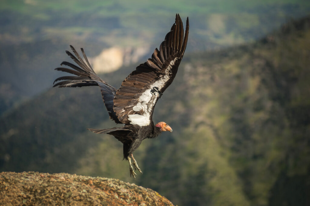 California Condors in Flight