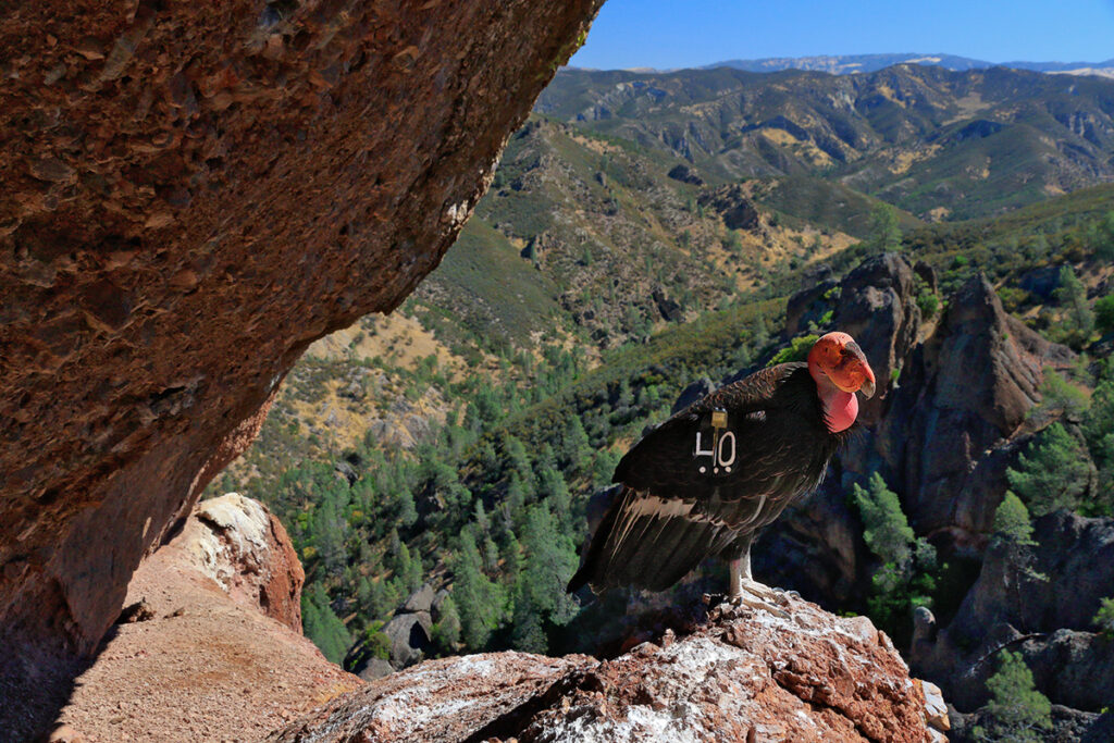 California Condor sits on a rock with spires of Pinnacles in the background